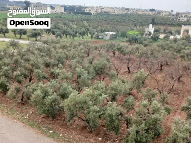 Farm Land for Sale in Madaba Juraynah