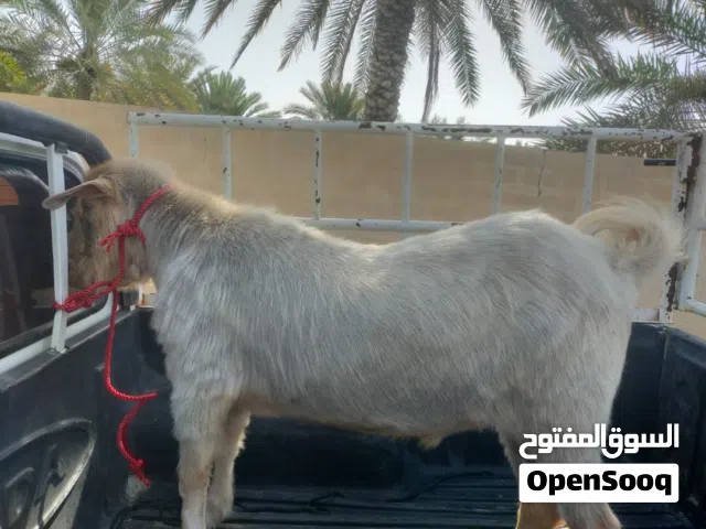 تيس من حلال الجواميد  مطعوم طعام الدار