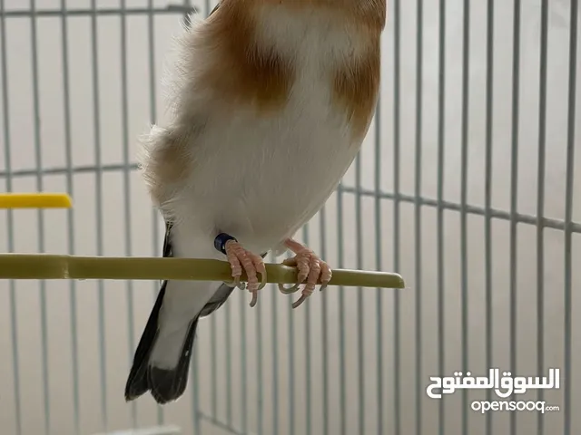 جوز حسون - الذكر بايد