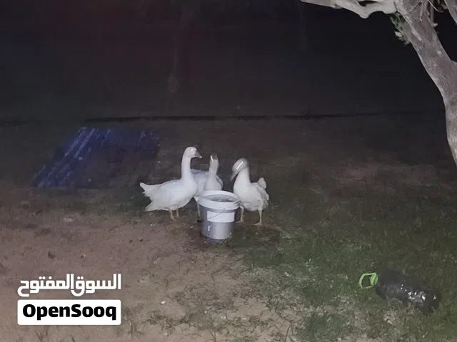 سلام عليكم