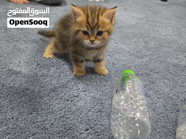 للبيع بريتش شورت هير (British Shorthair يوجد المزيد من الصور للجاد