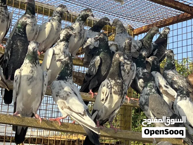 للبيع حمام باكستاني مستويات طيبه