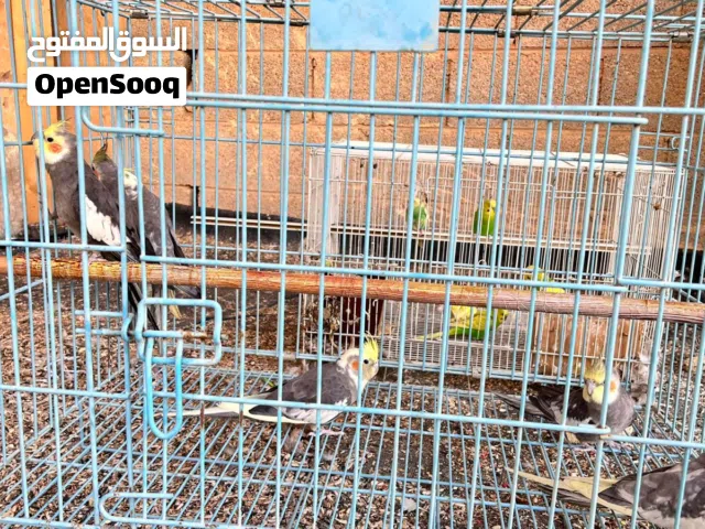 cockatiel 6 Nos Love Birds 6 Nos and egg also available