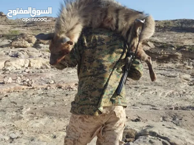 جلد ضبع للبيع في مشتري