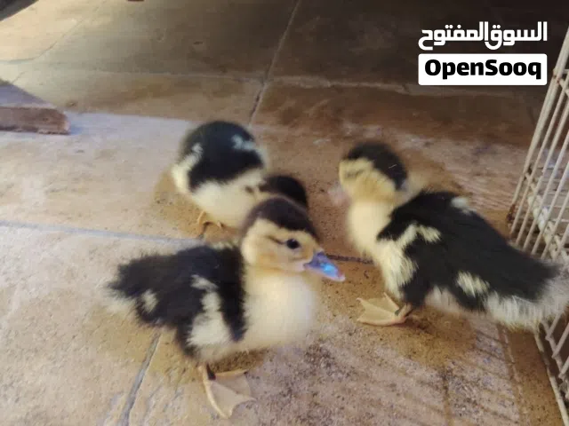 بش اصغار وبشة مكنزعة جبيرة البشوش لصغار 3 مصريات