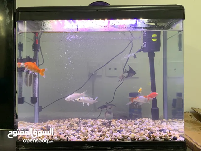 New aquarium with 12 fishes plus a thermometer and a filter pump
