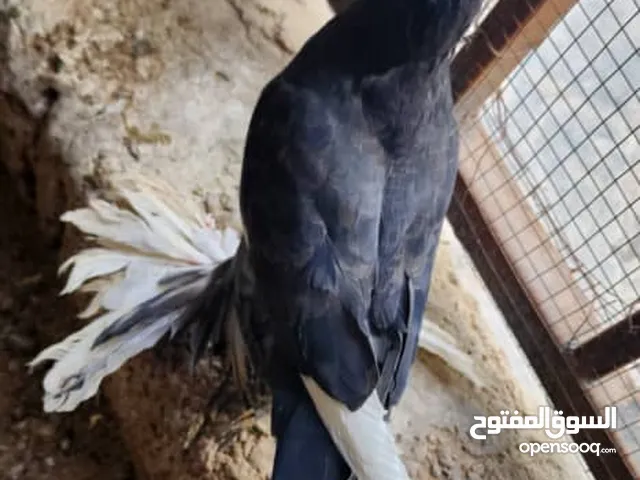 ..................اقرة الوصف ..........