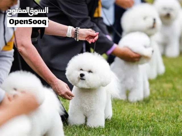 UAE pets .. متوفر لدينا أنواع كلاب الزينه