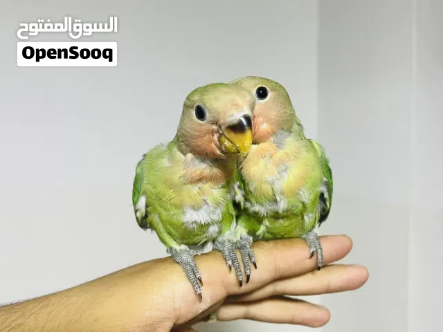 زوز طروف بركديلو مروضات ترويض تام ربي يبارك لونهم اخضر فديو هما يجو كلمني تبي كل واحد بروحه عادي