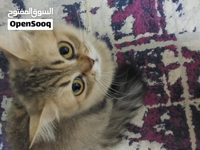 مطلوب قط للتزاوج