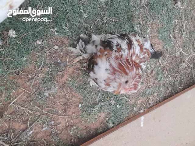 ديك استرالي زهري مهجن ع لحية وداج للبيع