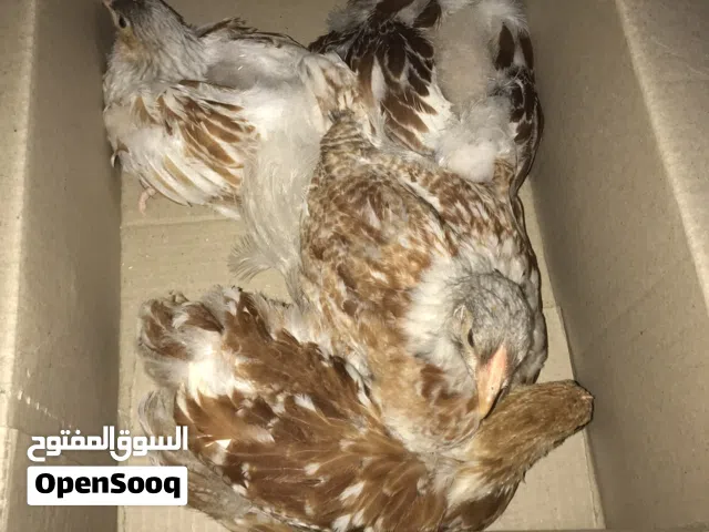 السلام عليكم ورحمة الله وبركاته موجود 3 عتوقات واحد فروج بركاني بسم الله ماشاء الله العمر 3 شهور