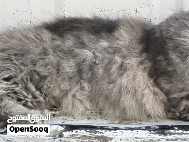 قط للبيع  مشعراني بريطاني الفئه الخاسه