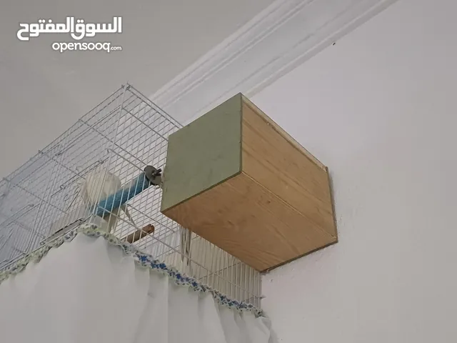 زوج كروان اليف
