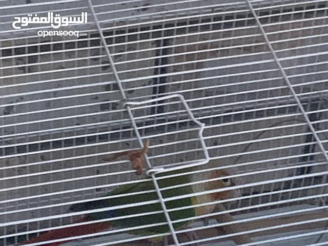 طير كنيور هدد