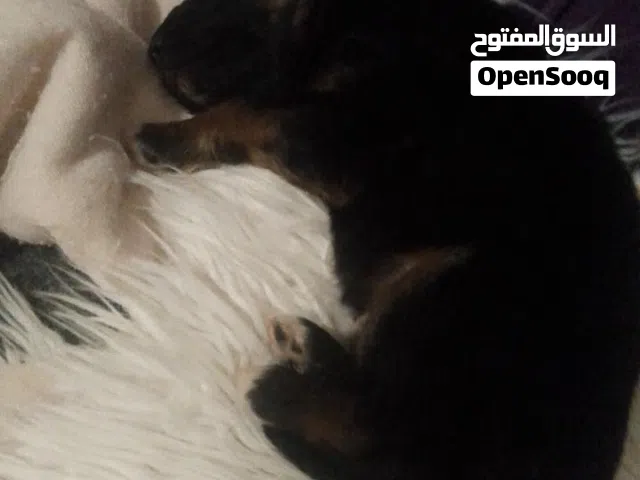 جرو جيرمن للبيع