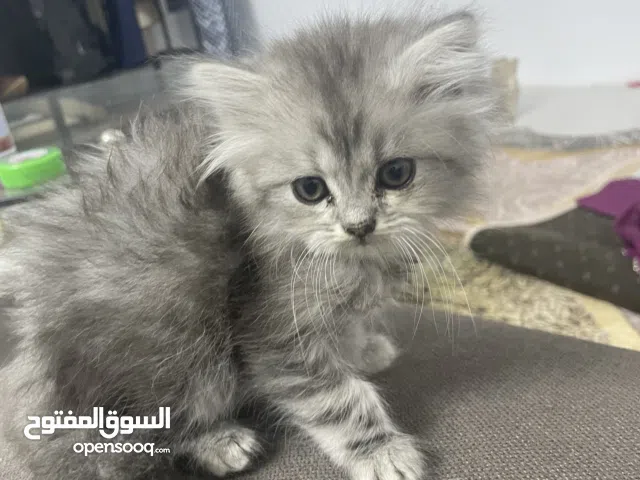 امهم شيرازي وابوهم سكوتش العمر شهر الحبه ب 500