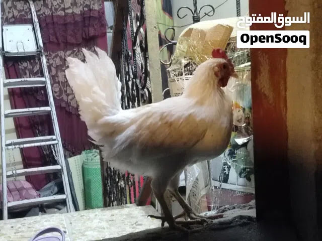 دجاجه مطوك كويتي وديج اعتقد هم كويتي لو عربي رس حلو عمرهن4شهور الدجاجه بعدها مامبيضه
