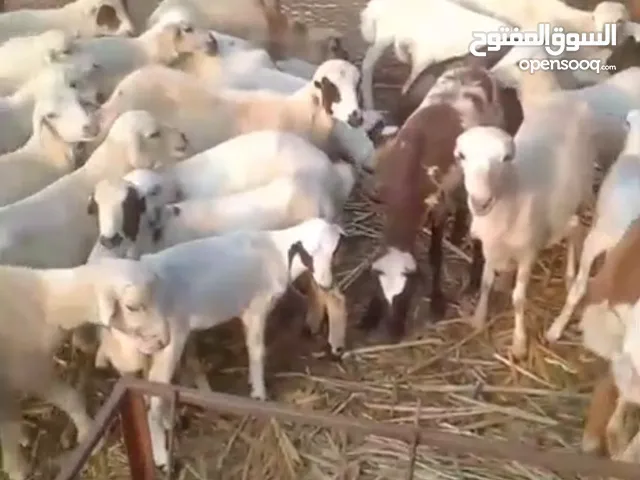 ضان جروم طيبه ماشاء الله تبارك الله عددها 80 تبع 40 الباقي قرايب سن ثني وربع وسديس سليمه من اي شي