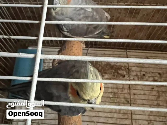 زوج كوكتيل منتج
