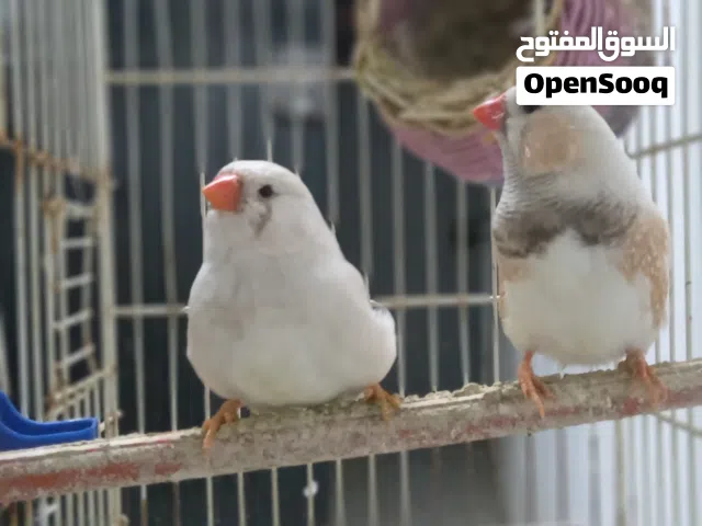 تلات كوبيات زيبرا غليضا