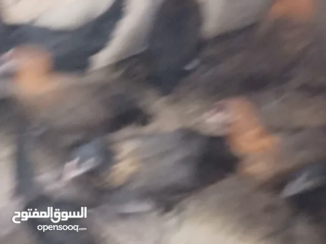 موجود فرحات نحب ماخذات جميع المطاعيم العمر  3 ونص لأربع شهوربلصلاة على النبي موجود 52 حبه