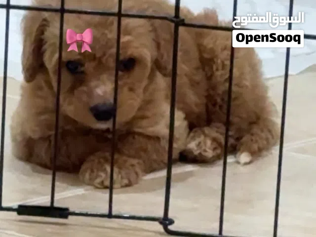 توي بودل شهرين ونص عمرها انثى