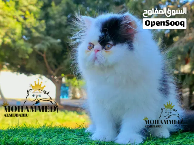 ذكـر فـان بـلاك بيـرشن