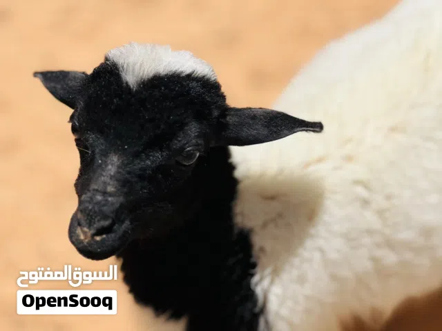 نعجه صغيره