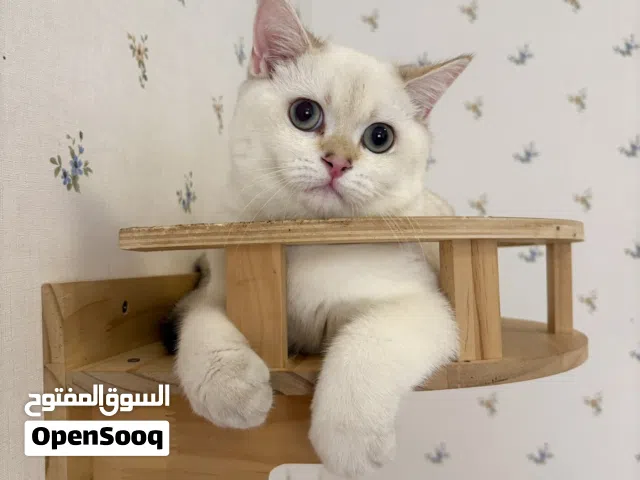 قط سكوتش من مستوى عالي Premium Quality Scottish Cat