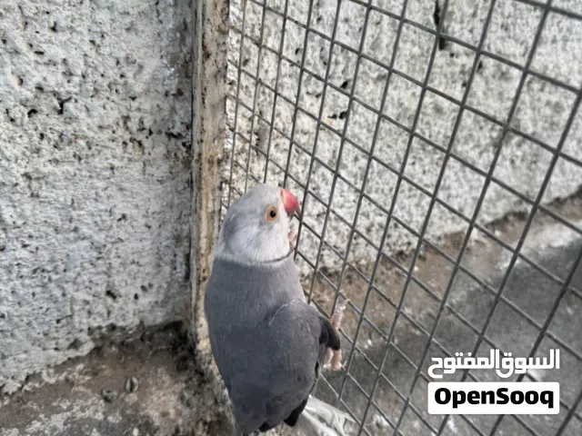 كلير سلفر ذكر