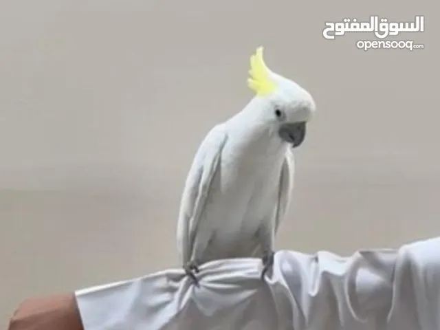 كوكاتو للبيع سلفر
