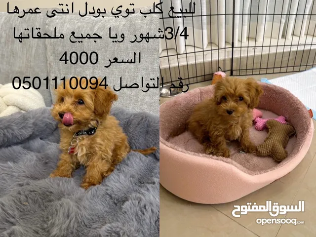 كلب توي بودل