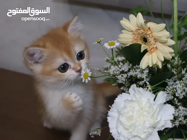 قطط من افخم وأرقى المستويات اسعارنا قابلة للتفاوض