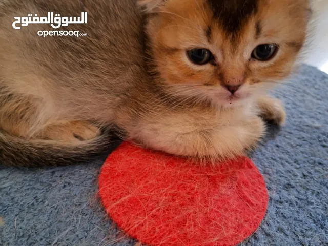 pure bred Scottish fold kittens 4 available for sale