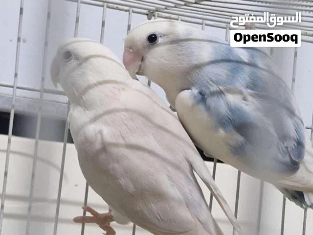 للبيع زوج حب منتج صحة ونظافة ونشاط
