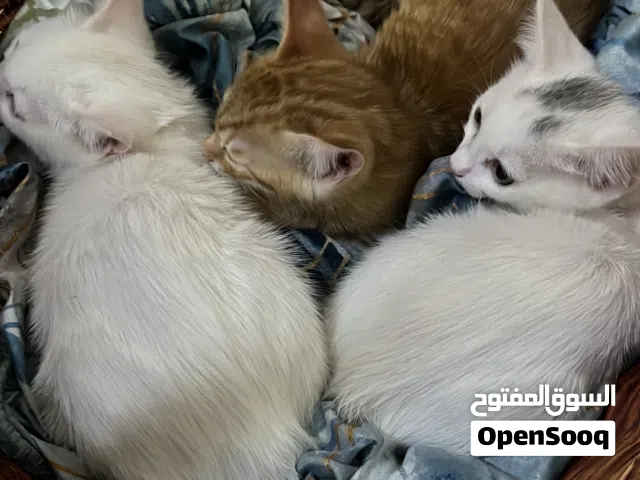 سنانير شيرازي
