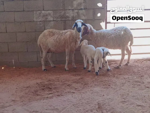 السلام عليكم زوز نعاج ولادات خروف خروف وسنهم كبيره