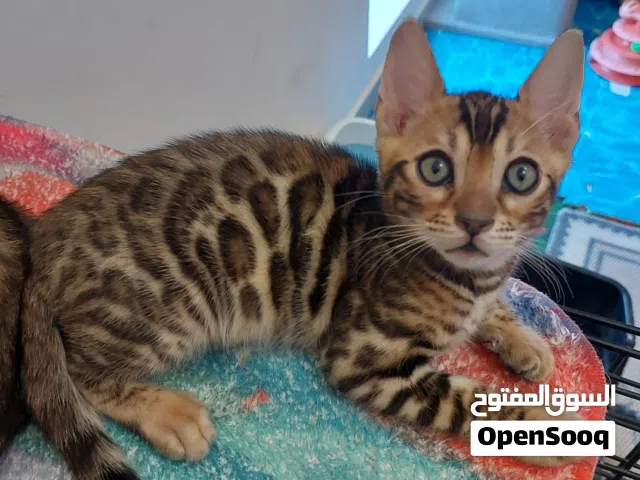 purebred Bengal kittens, boy and girl vaccination passport, deworming and microchips