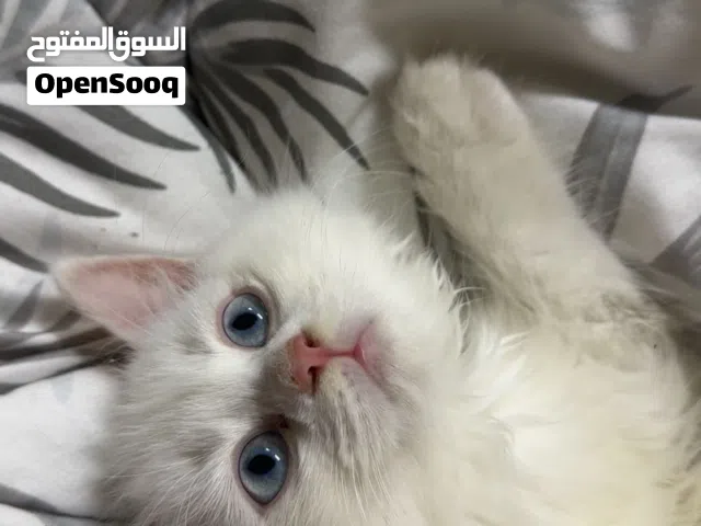 Adorable White Female Kitten – 3 Months Old (Vaccinated, Blue Eyes)