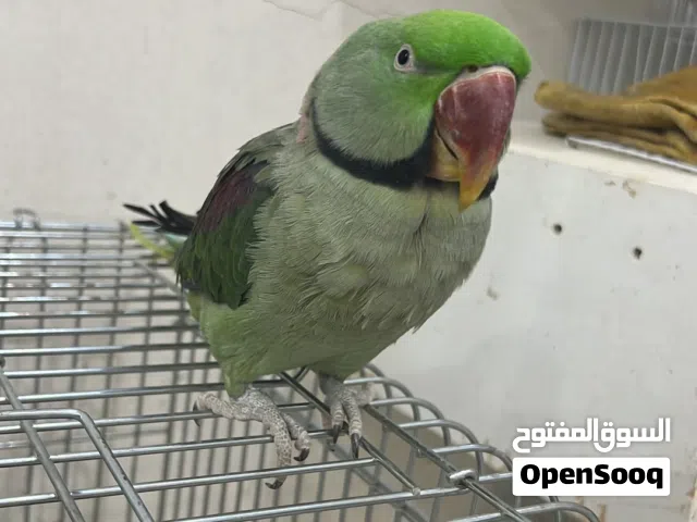 متوه نيبالي ربوه متكلم