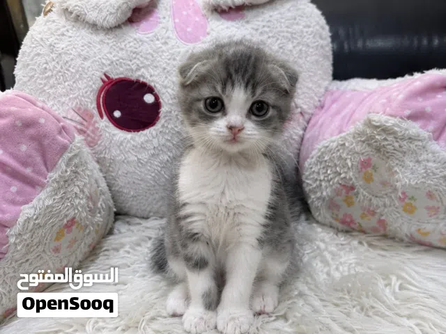 Scottish fold kitten