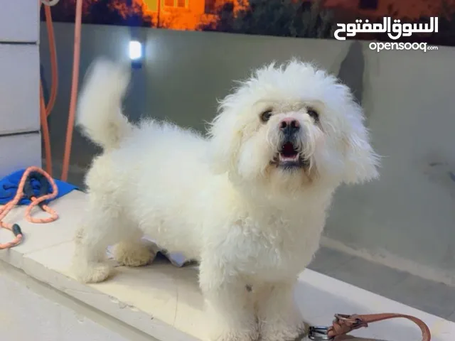 كلب ذكر فرنش