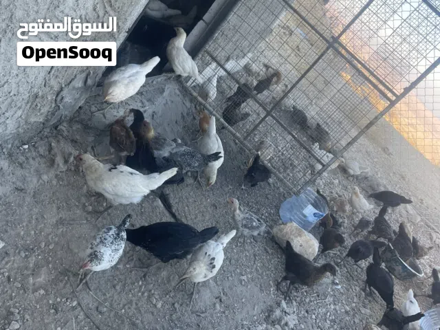 صوص جاج العمر 3 اشهو وزياده مبين الديك مو الفرخه صحه ونضافه 100٪