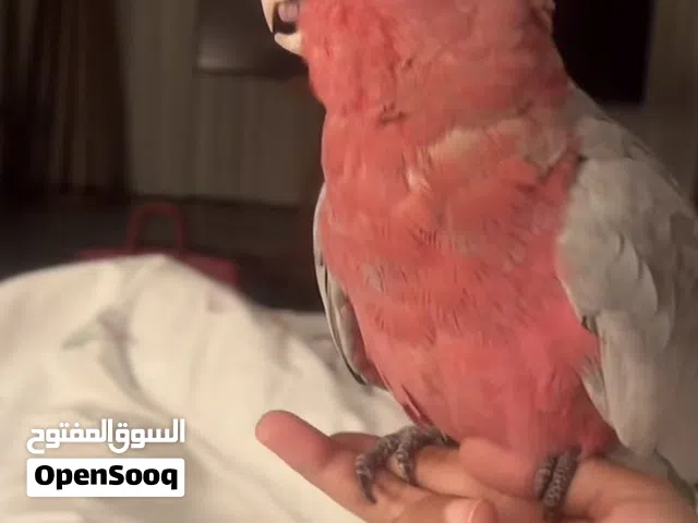 كوكاتو قالا اليف