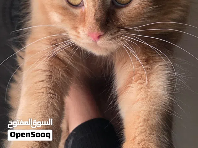 قط برتقالي جميل ونظيف للبيع – أليف ومتعود على الليتر بوكس