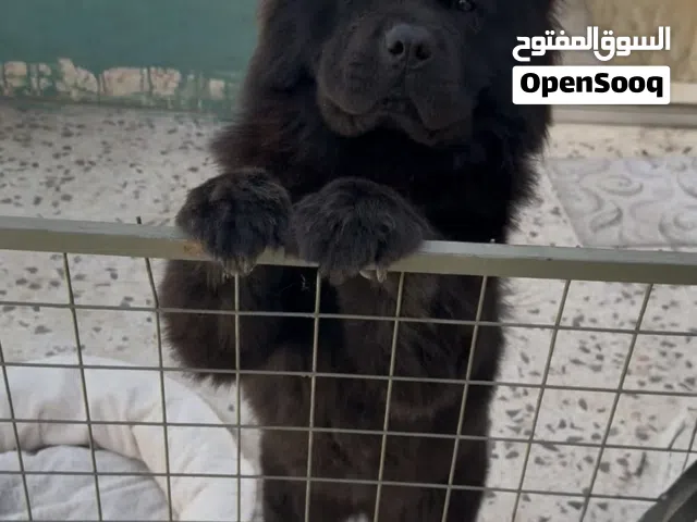 لعشاق التميز والفخامة Pure chowchow female  انثى تشاو تشاو -اسود Black- Blue tongue-fluffy coat