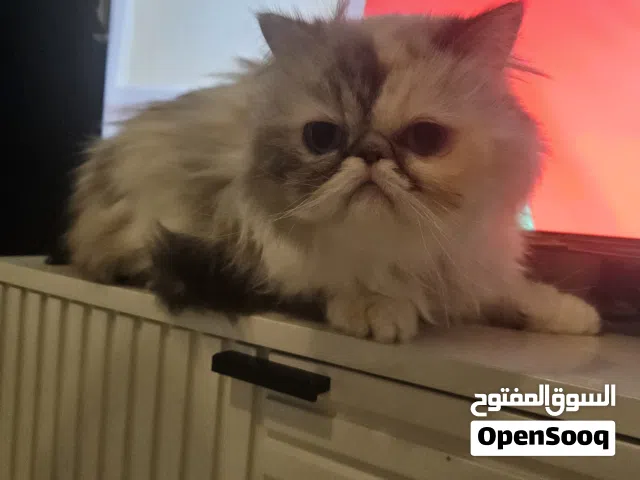 persian female