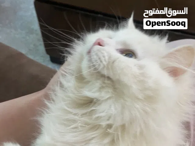 قطة شيرازي عمر سبع شهور بيع سعر رمزي ~