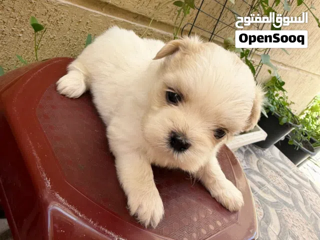 SHIHTZU PUPPY